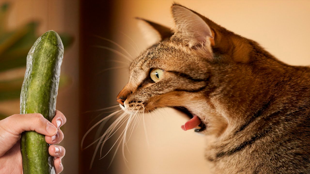 kattemad